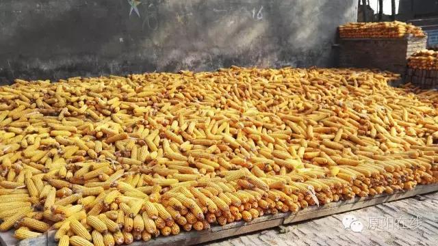 来原阳锄落生、梆玉蜀黍吧！