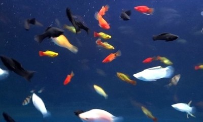 剑尾鱼哪个品种最好养,凤尾热带鱼养殖技术大全