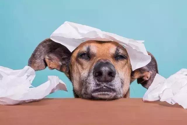 如何正确养好一个狗狗,如何把坏狗狗教育成好狗狗