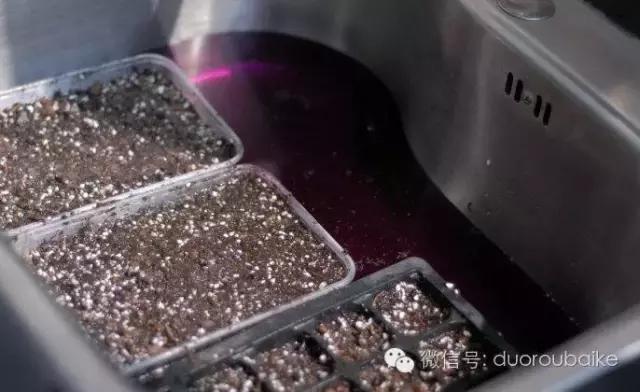 多肉杀菌可以用高锰酸钾,消毒杀菌多肉