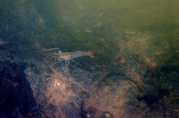 西溪湿地，真的不像表面那么简单！现在就带你去看