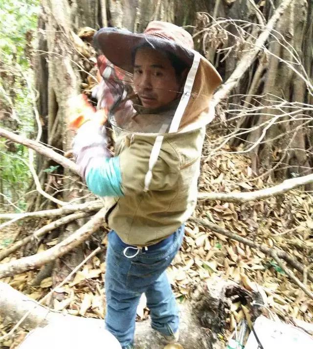 缅甸野人山砍树,村民在原始次生林发现仙草