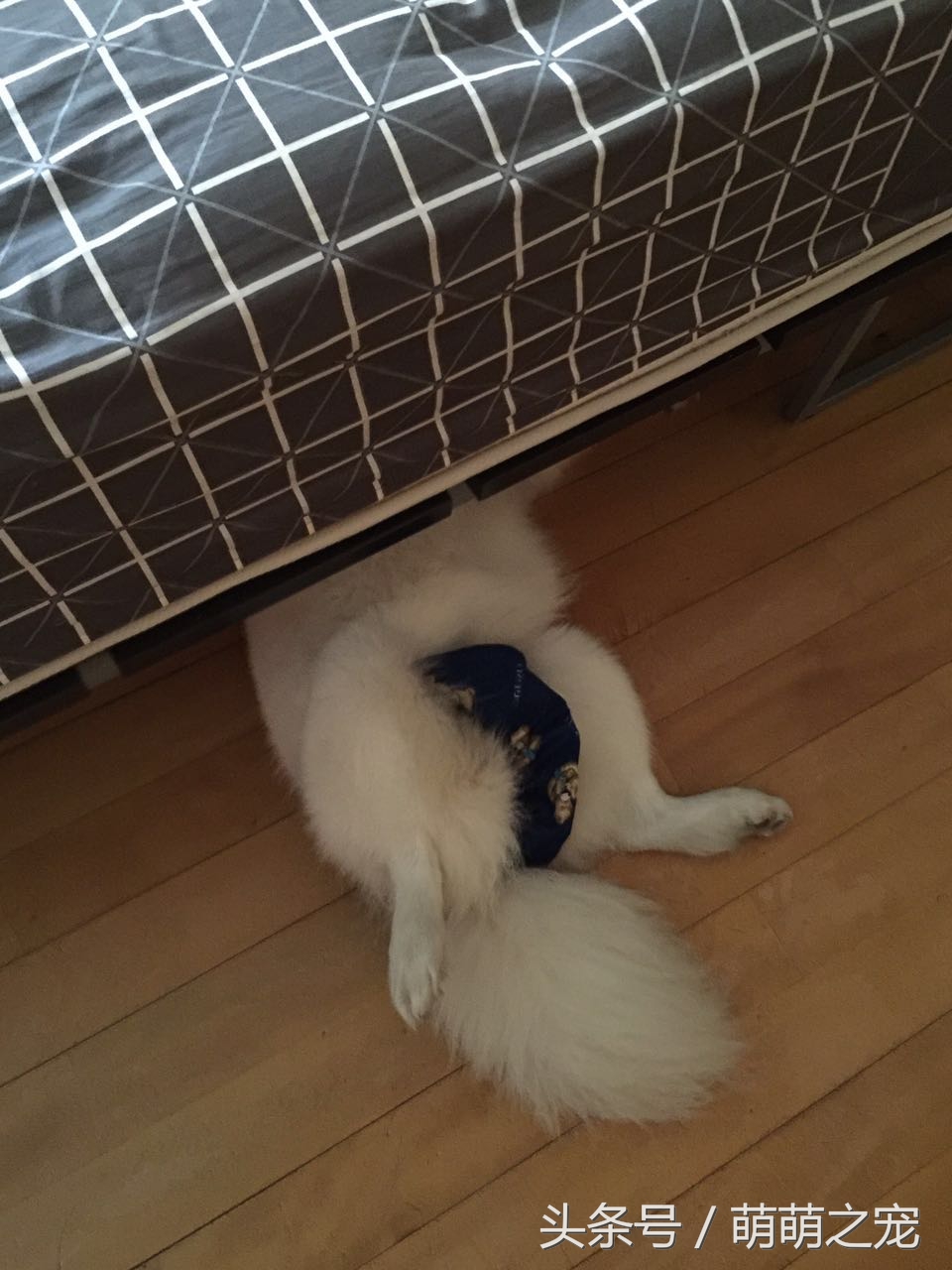 猫抓蜜蜂被蛰,被蜜蜂蛰了蒙鼻子的猫