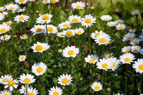 农村满地的野草都是宝,农村到处都是宝完整版