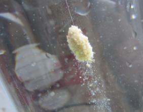 黑坑钓鲤鱼大师视频,台钓高手钓鱼完整版