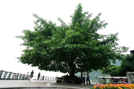 重庆免费景点一览表大全,重庆免费景点合集