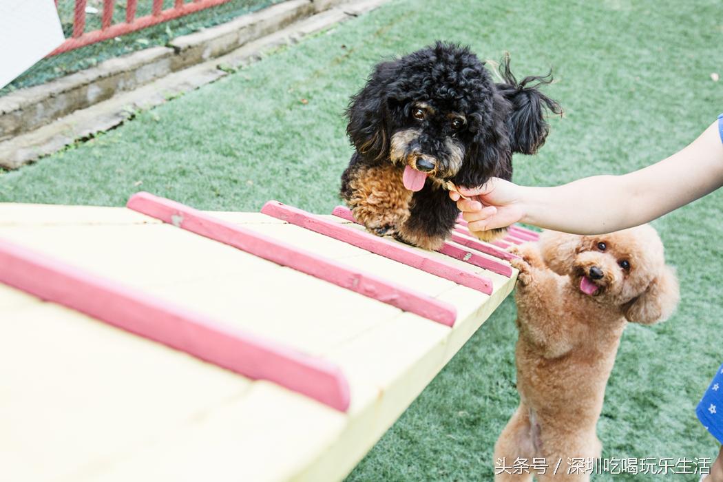 一千平室外宠物乐园,拥有数百只流浪猫的猫咪公园