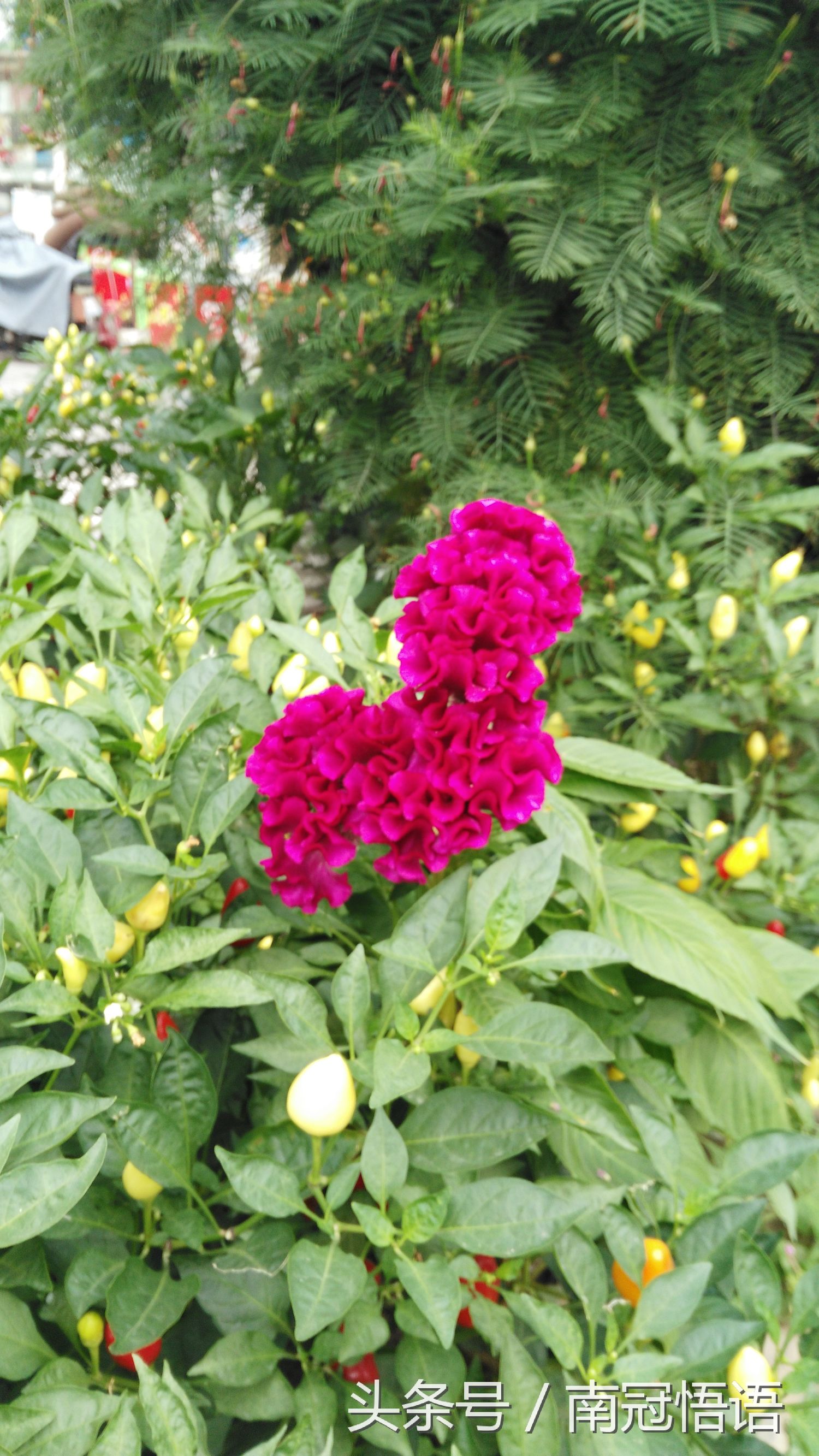 浓浓的姐妹亲情感悟,感悟亲情共度中秋