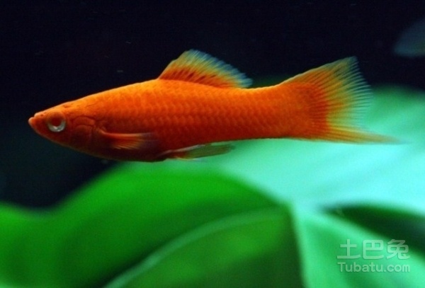 剑尾鱼哪个品种最好养,凤尾热带鱼养殖技术大全