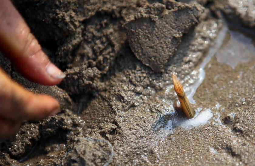 去壳竹节蛏子的正确方法,竹节蛏子的正确吃法图解