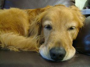 狗狗呕吐是什么原因导致,狗狗呕吐了是因为什么原因