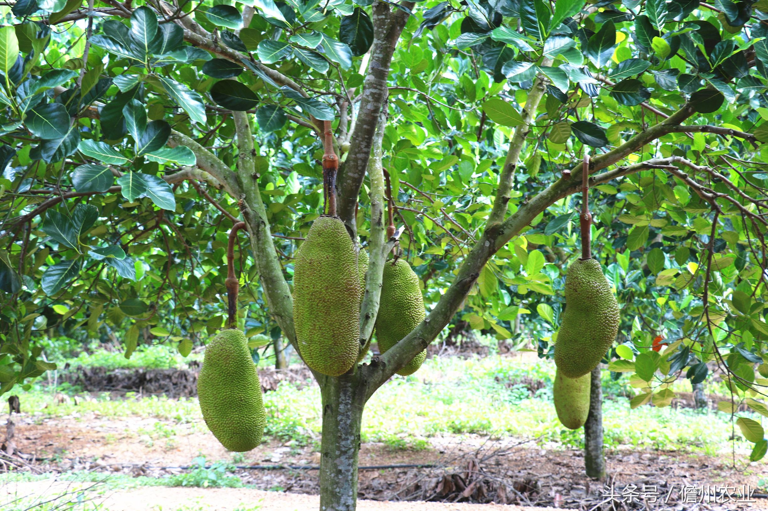 这东西，百吃不厌。吃了还想吃