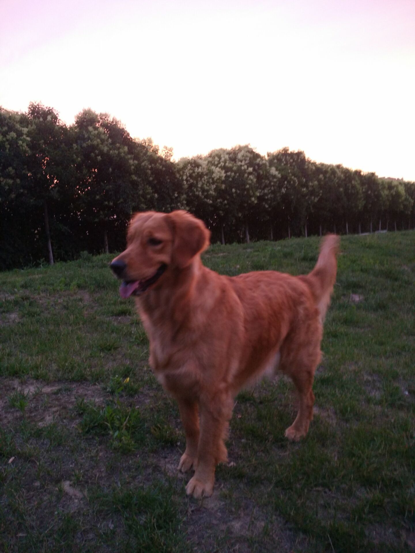 金毛脚掌受伤了怎么办,金毛脚掌受伤恢复