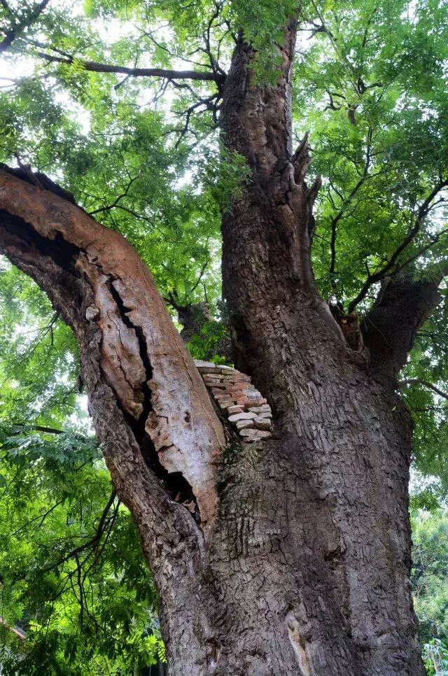 淄川区太河镇池板村近况,不可错过的绝美古村落石潭村