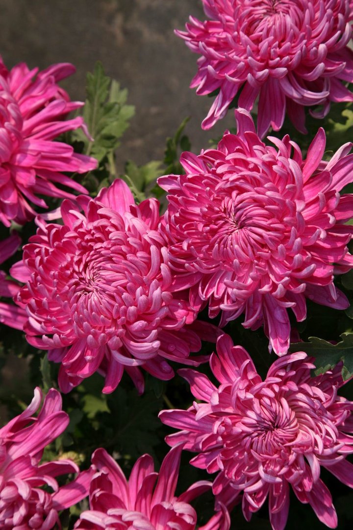 我写一首诗完美地告别九月，打开十月的那扇门