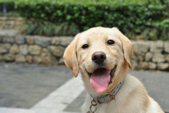 拉布拉多和金毛之间有什么区别吗,拉布拉多和金毛小时候怎么区别