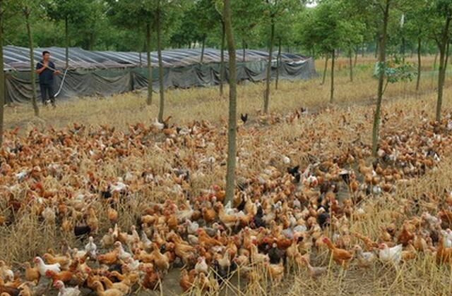 土鸡散养赚不赚钱,土鸡怎么养殖最赚钱