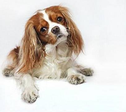 狗萌宠有哪些品种,18种萌宠狗狗