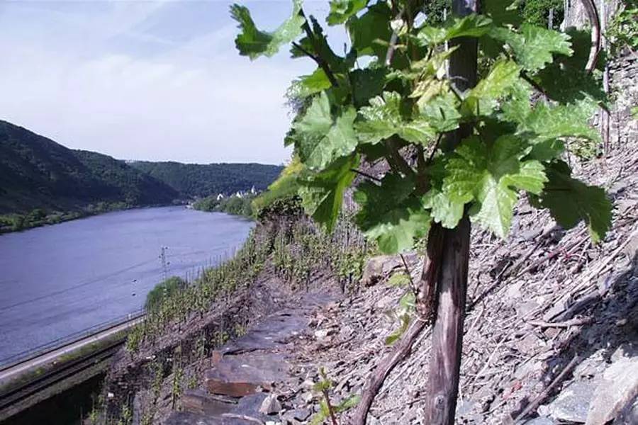 智利十大酒庄vdp,德国十大顶级葡萄酒庄