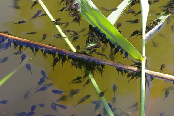 养了一群小蝌蚪最后变成了癞蛤蟆,养一只小宠物当做蝌蚪会怎么样