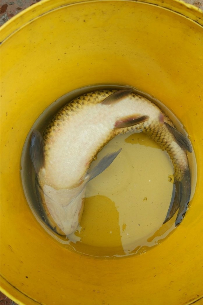 鱼塘钓鲫鱼最佳方法,鱼塘钓鲫鱼用什么饵料