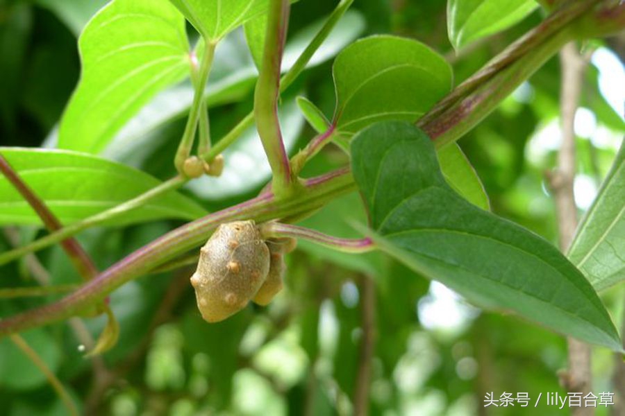 铁棍山药种子就是山药豆,山药豆的另一种叫法