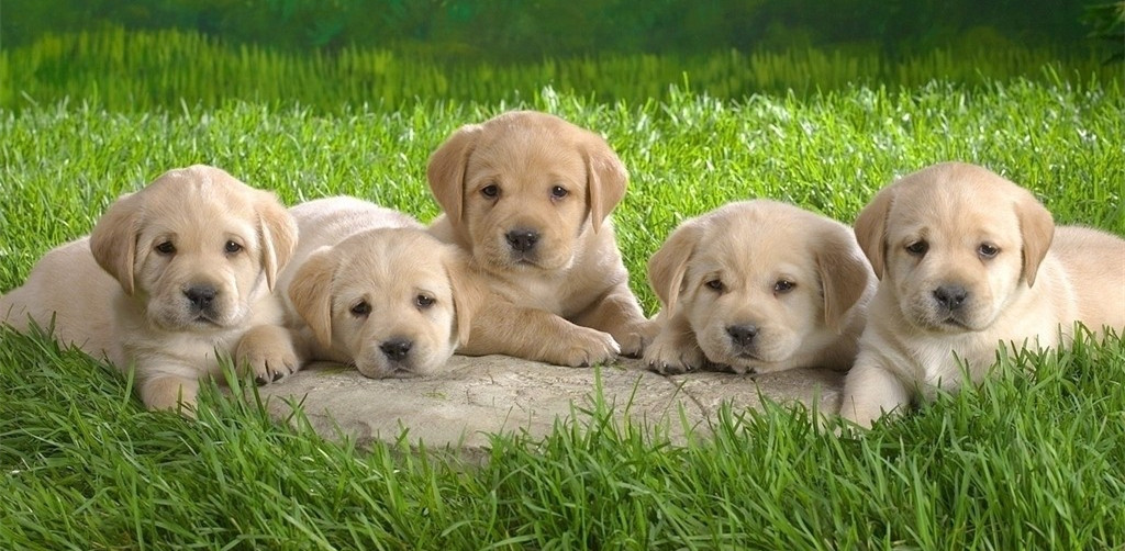 猫咪原发性癫痫怎么治疗,犬猫癫痫发作的主要原因