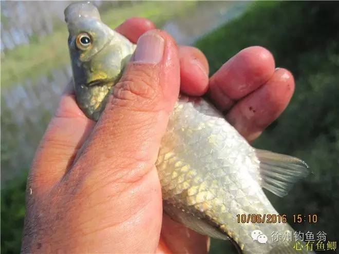 徐州铜山区野钓最新地点,小记野河钓鱼