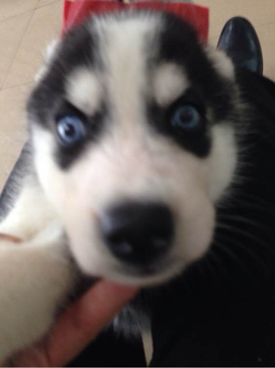 男子第一次买哈士奇晒图问纯不纯,没想到笑喷一群网友:纯炸了!