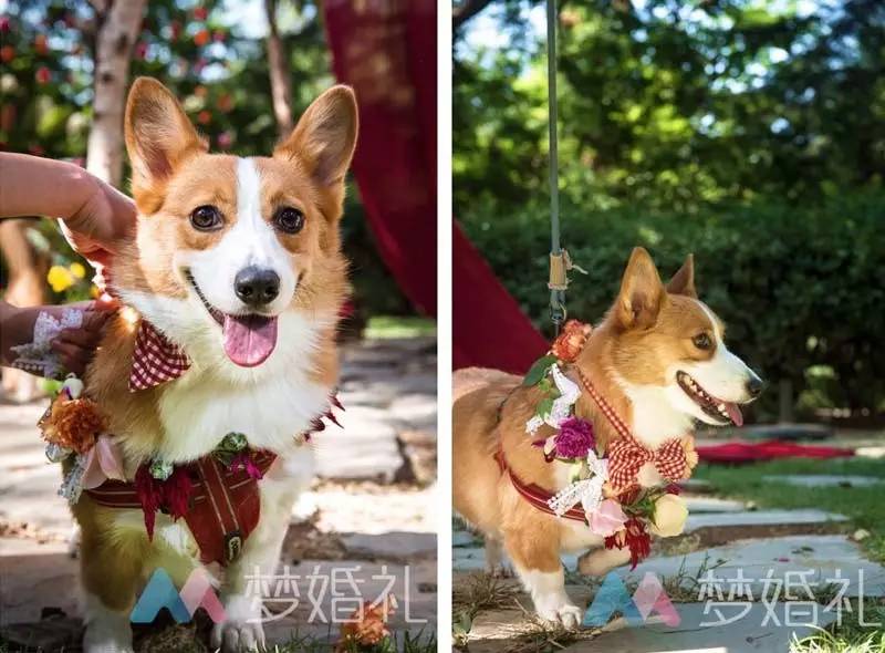 这场还原“暮光之城”的波西米亚婚礼，一只心机柯基成功抢镜