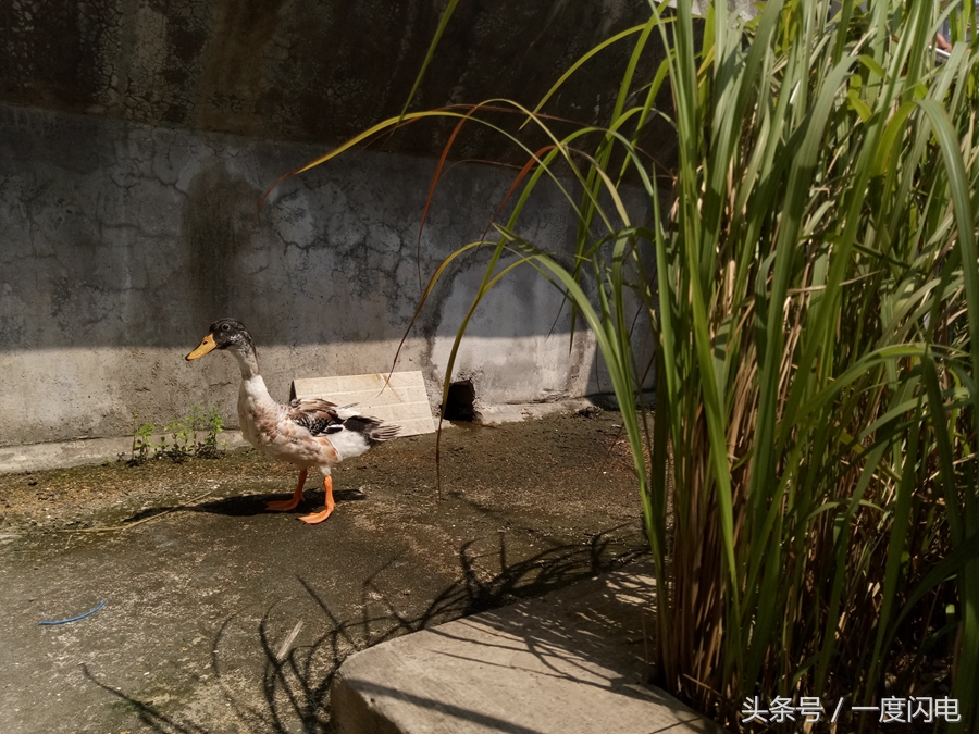 魅蓝手机u10,魅蓝u10白色