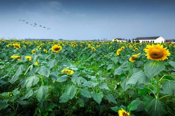 南京国庆假期有哪些免费景点推荐,国庆期间南京有哪些景点免费