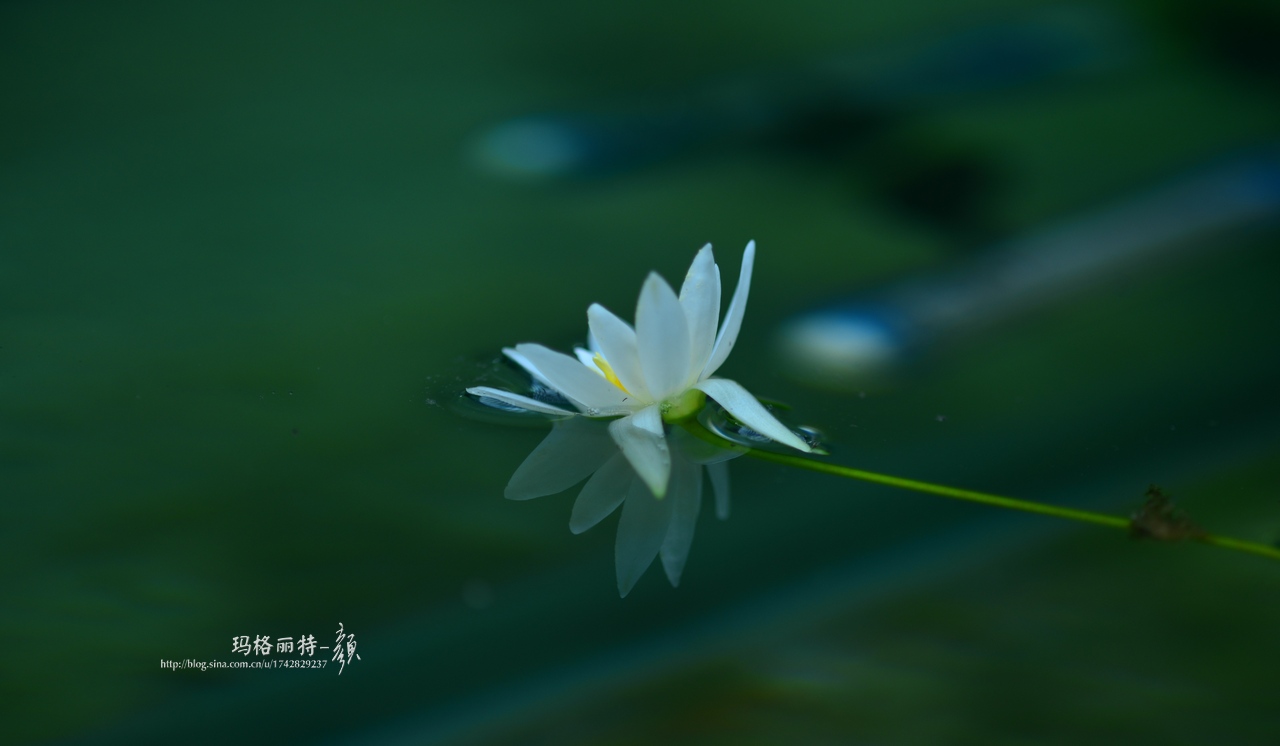 辰山植物园睡莲拍照,行摄洪湖荷花展