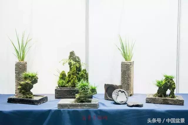 哪些野草适合微型盆景,小品盆景和微型盆景有区别吗