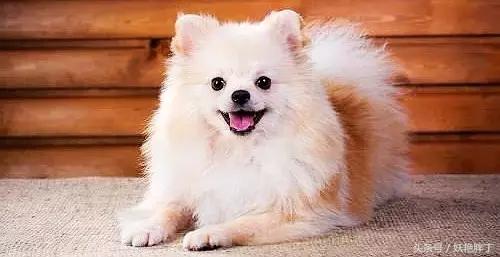 狗狗在家就可以做的体检方法！