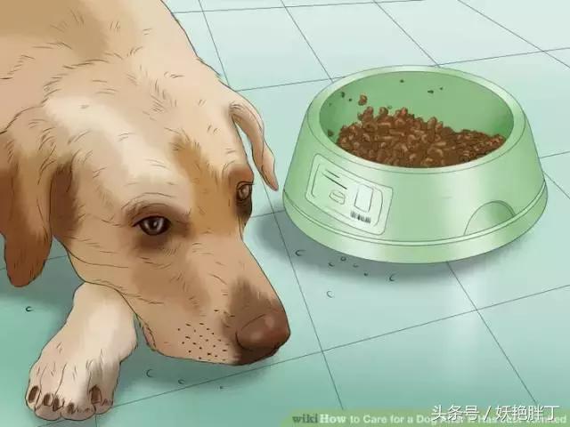 狗狗在家就可以做的体检方法！