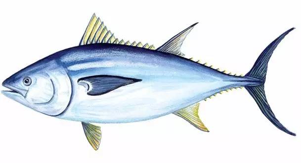 如何像行家一样品尝金枪鱼