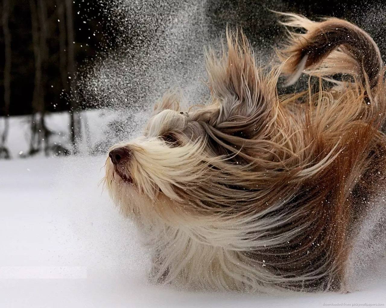 零下100摄氏度飞机被冻在半空,零下100度飞机瞬间冻住