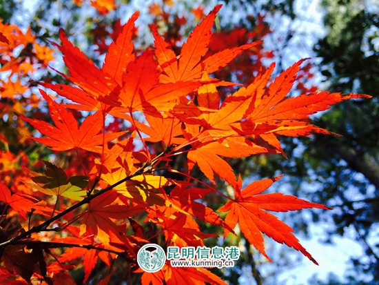 今年国庆节昆明八大公园免费,昆明国庆免费开放公园