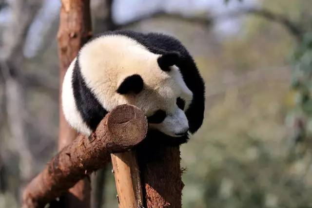 成都主题乐园推荐,成都新增的主题乐园