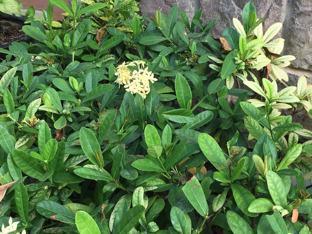 iphone7plus评测,苹果7plus测评还值得购买吗