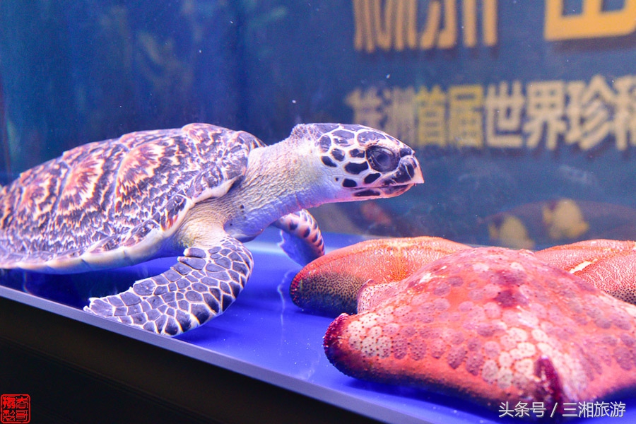 株洲漂流门票,株洲周边免门票游玩