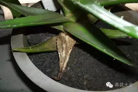 新栽培的芦荟为什么一点点黄叶,还在为植物长不出根系感到烦恼吗