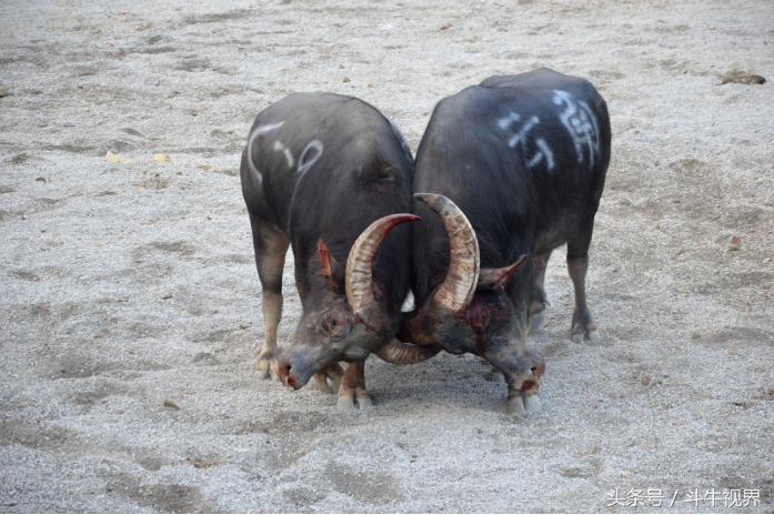 2018年贵州超级牛王争霸赛,2022年贵州牛王争霸赛第一名