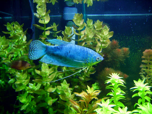 热带小型观赏鱼曼龙鱼一天喂几次,曼龙鱼可以和热带小鱼一起养么