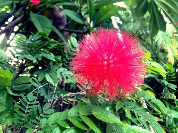 带着婚纱去三亚,带着婚纱旅行厦门