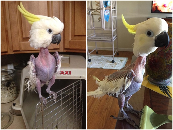 家里来鹦鹉鸟是什么征兆,家里发现了鹦鹉怎么处理