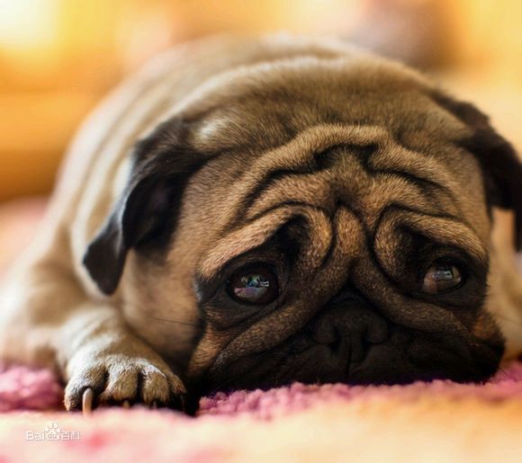 感情丰富、个性开朗，走起路来像拳击手，中国斧头犬