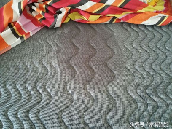 因主人出差两天没喂，哈士奇把万元床垫尿湿，表情亮了！