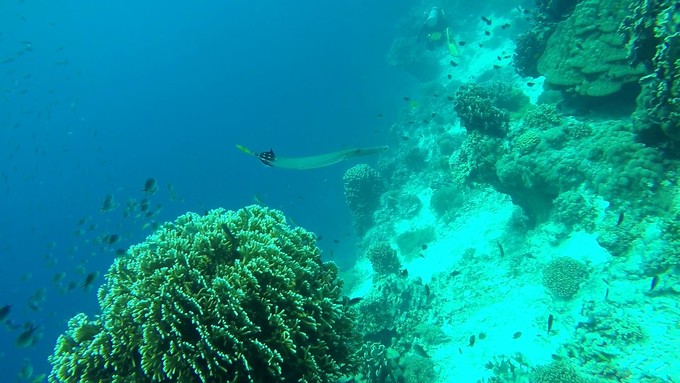 菲律宾潜水攻略 (菲律宾潜水游记)